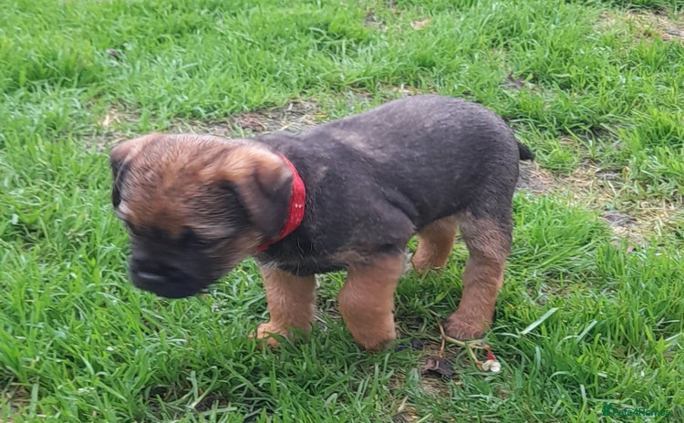 Border Terrier dogs - Advert 1