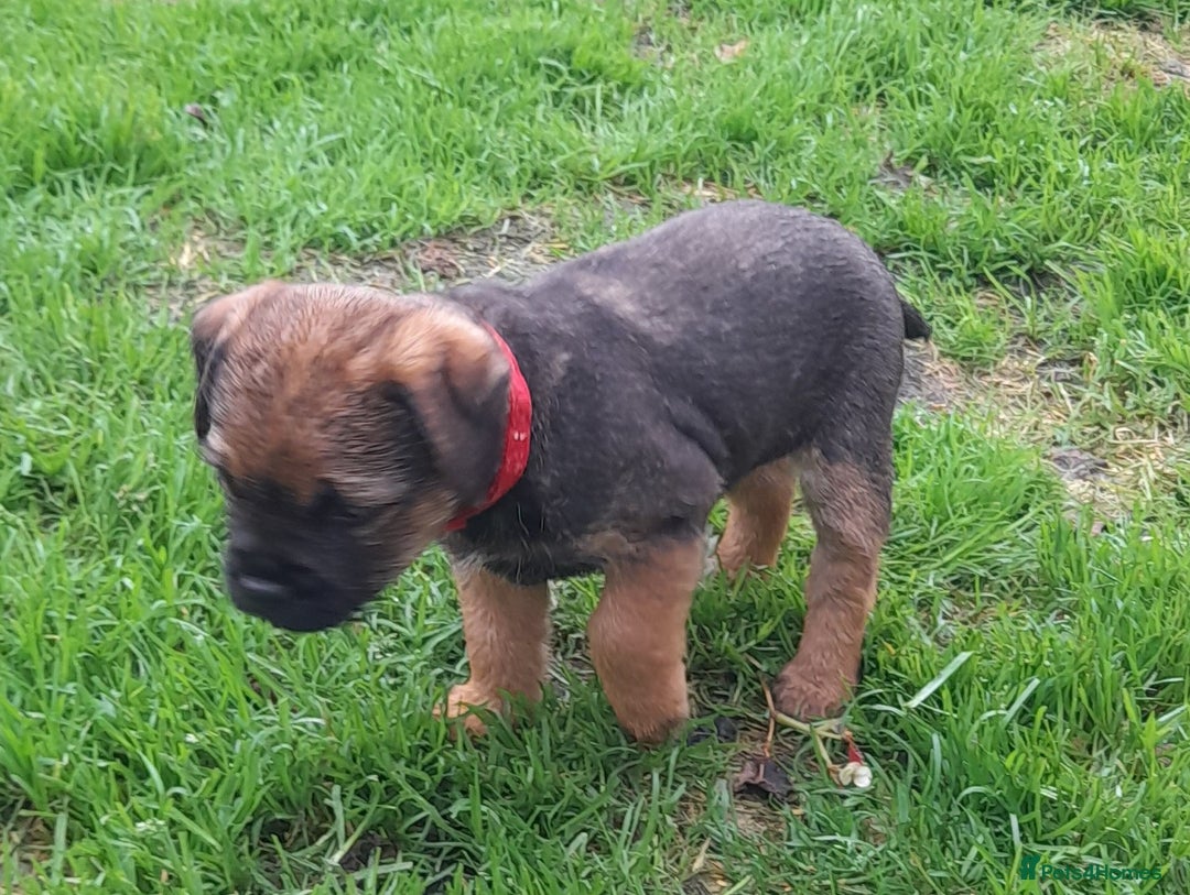 Border Terrier dogs for sale: 2 border terrier girls - Image 1