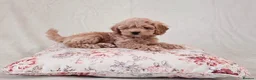 Cockapoo dogs for sale: Toy Teddy Bear Cockapoo Puppies - Advert 6