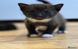 Mixed Breed cats for sale: 4 beautiful mixed breed kittens  - Image 2