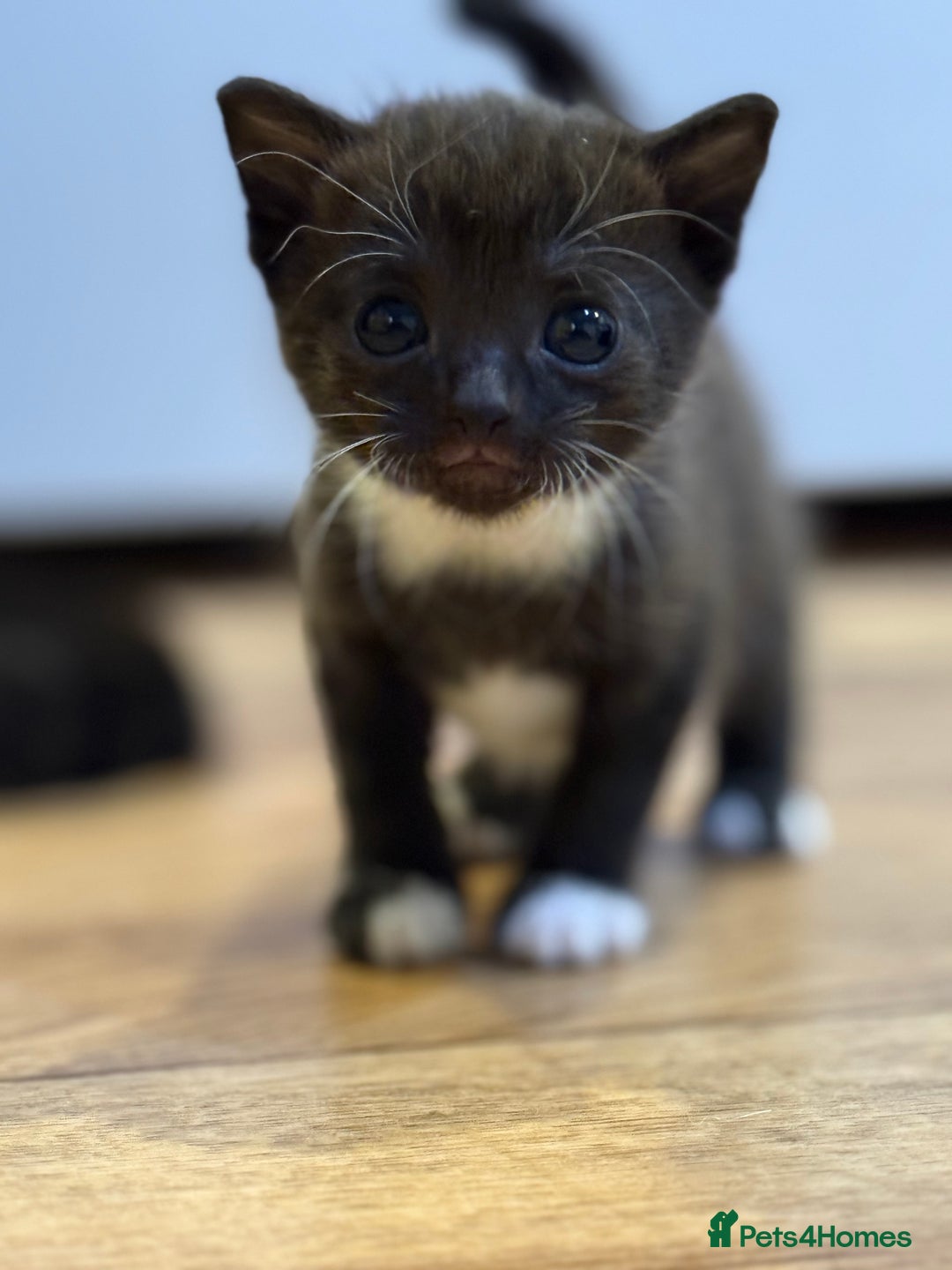 Mixed Breed cats for sale: 4 beautiful mixed breed kittens  - Image 2