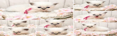 Blue Point mitted female - Pink collar 