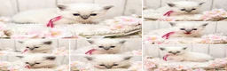 Ragdoll cats for sale: Blue Point and Mink Ragdolls  - Advert 3