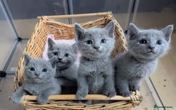 Russian Blue cats for sale: Affectionate TICA Registered kittens - Image 7
