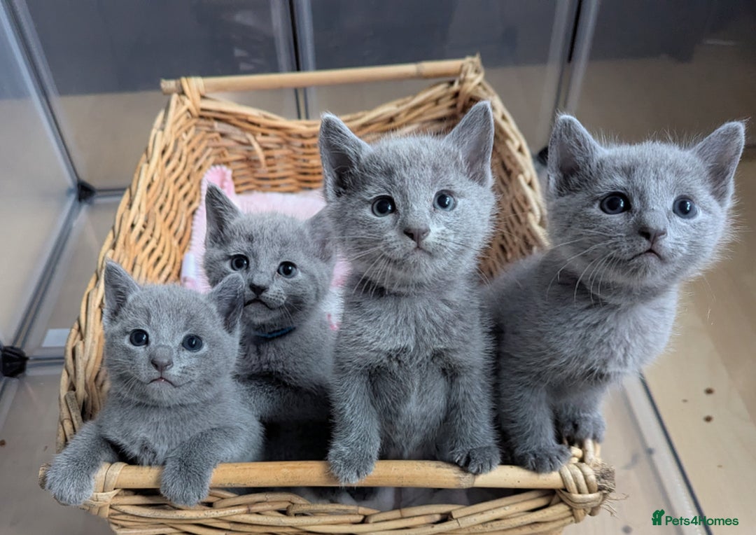 Russian Blue cats for sale: Affectionate TICA Registered kittens - Image 7