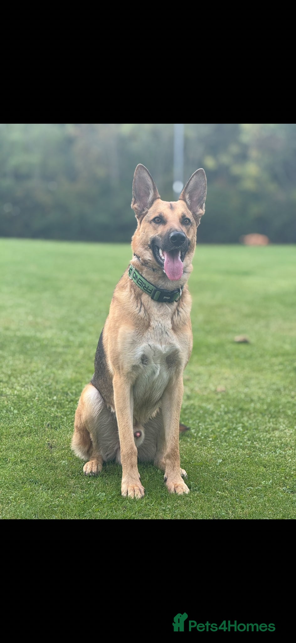 German Shepherd dogs for sale: 3 year old German Shepherd - Advert 1
