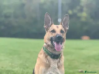German Shepherd dogs 3 year old German Shepherd - Advert 14