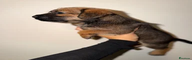 Border Terrier 5