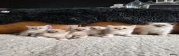Ragdoll cats for sale: Beautifull Ragdoll Kittens - Advert 10