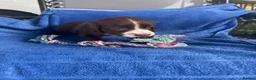Sprocker dogs for sale: 5 chocolate Sprockers  - Advert 20