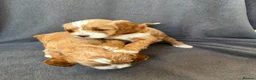 Cockapoo dogs for sale: F1 Cockapoo - Advert 4