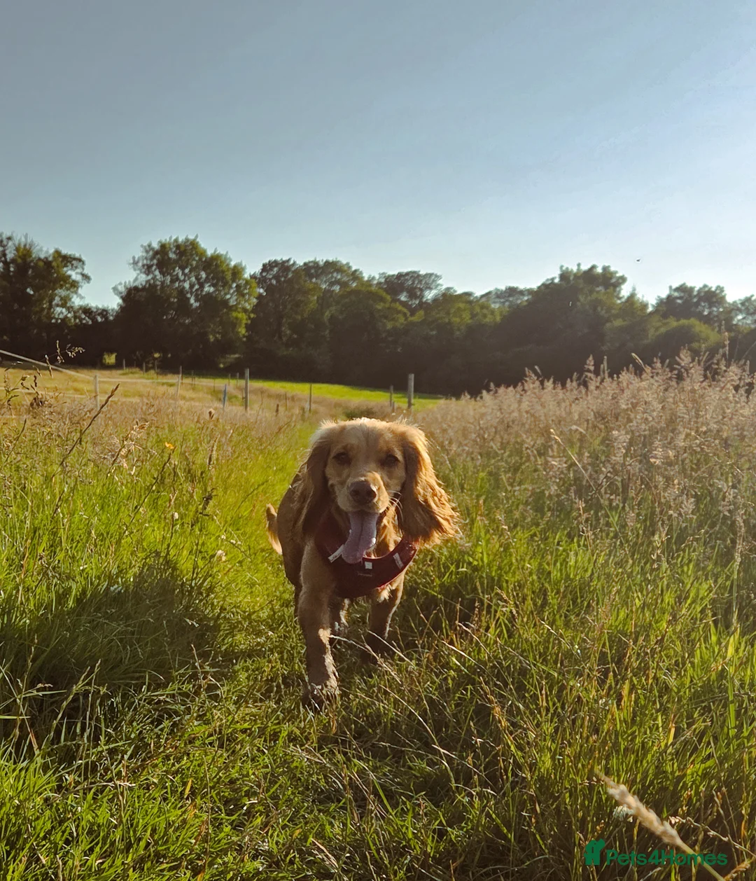 Cocker Spaniel dogs for sale: 3yr old cocker spaniel bitch for sale - Advert 6