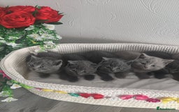 Scottish Fold cats for sale: Scottish fold blue for sale  - Image 11