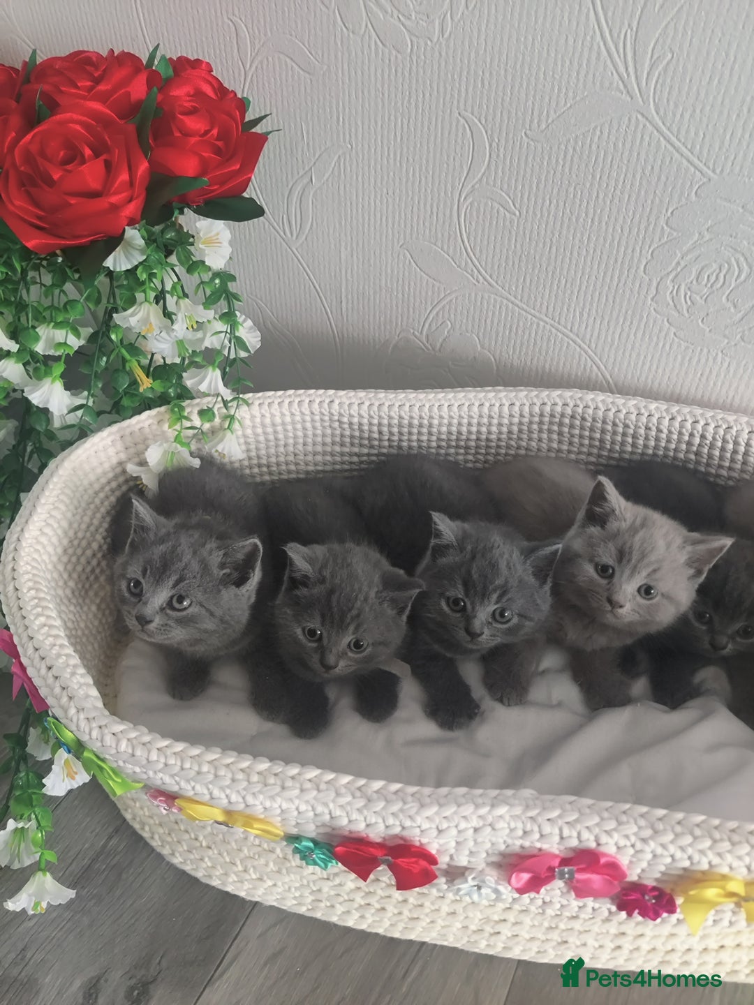 Scottish Fold cats for sale: Scottish fold blue for sale  - Image 11