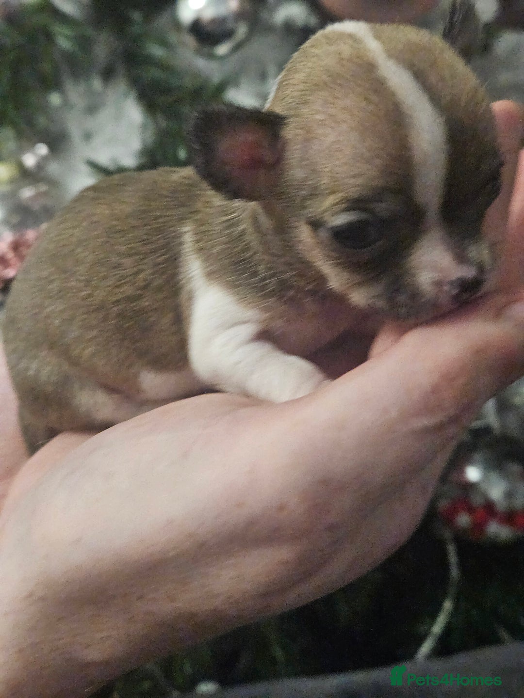 Chihuahua dogs for sale: Adorable Chihuahuas - Advert 1