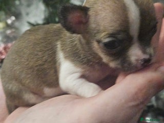 Chihuahua dogs Adorable Chihuahuas - Advert 8