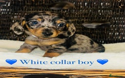 Miniature Dachshund dogs for sale: Stunning miniature daschund puppies  - Image 8