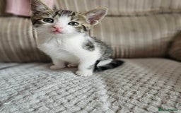 British Shorthair cats for sale: Playfull kittens ready for sale - Image 2