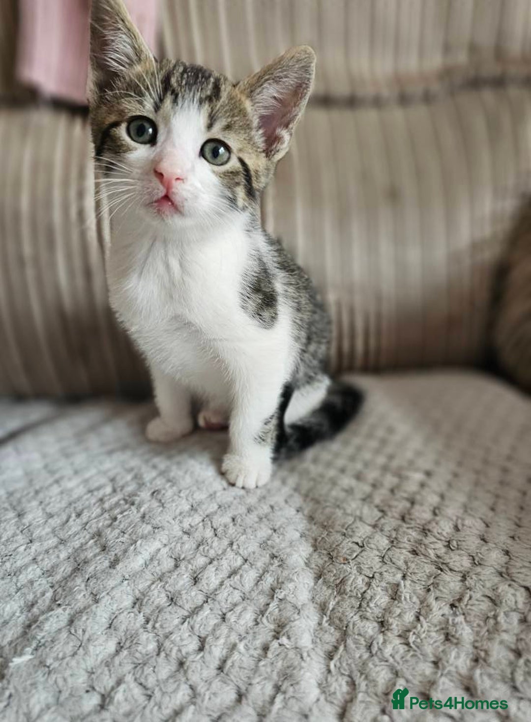British Shorthair cats for sale: Playfull kittens ready for sale - Image 2
