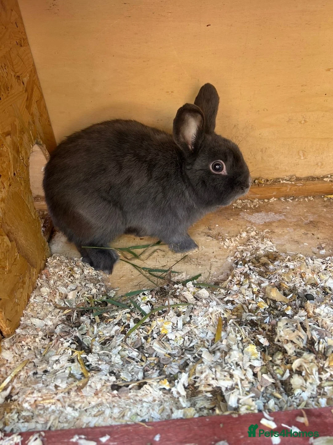 Mini Lop rabbits for sale: Mixed breed buck  - Advert 2