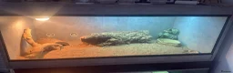 Bearded Dragon reptiles for sale: x2 male beared dragons  in Newcastle - Advert 1