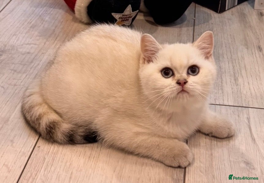 British Shorthair cats British Shorthair  - Advert 8