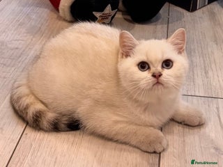 British Shorthair cats British Shorthair - Advert 8