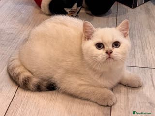 British Shorthair cats British Shorthair - Advert 1