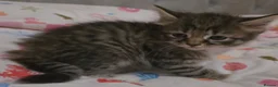 Mixed Breed cats for sale: Adorable Fluffy kittens  - Advert 6