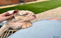 English Bulldog dogs for sale: English Bulldog Puppy  - Image 4