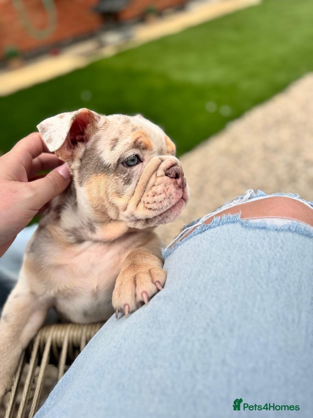English Bulldog dogs for sale: English Bulldog Puppy  - Image 4