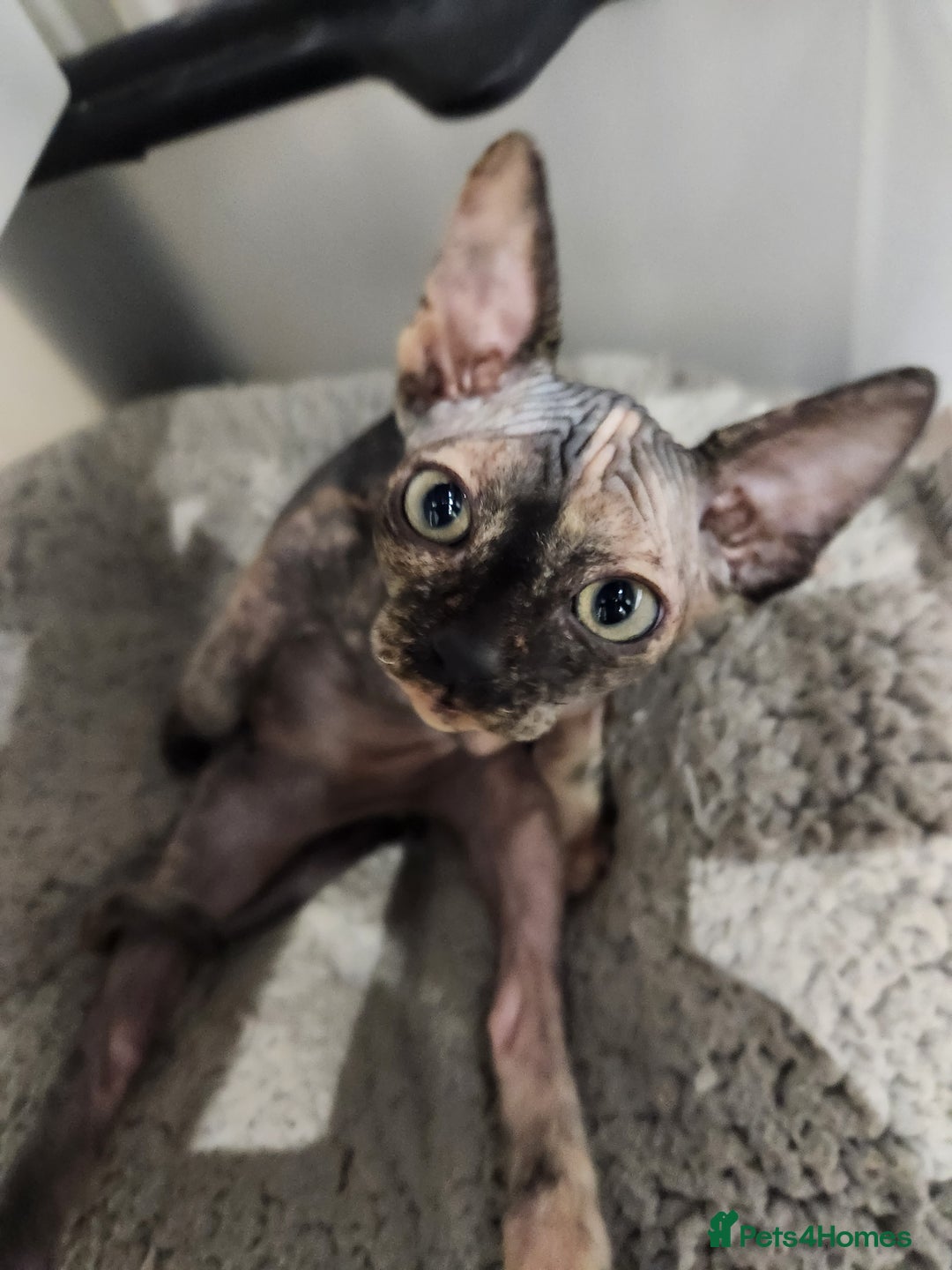 Sphynx cats for sale: 3 Beautiful Canagian Sphynx - Advert 6