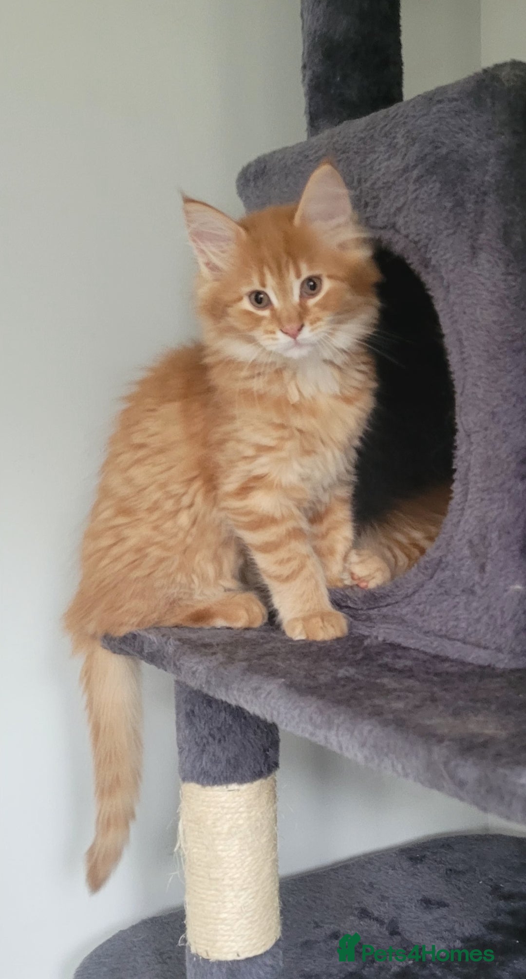 Maine Coon cats for sale: Xl Mainecoon red,silver girl  - Advert 2
