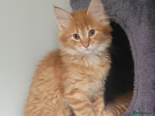 Maine Coon cats Xl Mainecoon red,silver girl - Advert 17