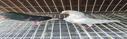 Pigeons birds for sale: Mix pigeons  in Hereford - Advert 2