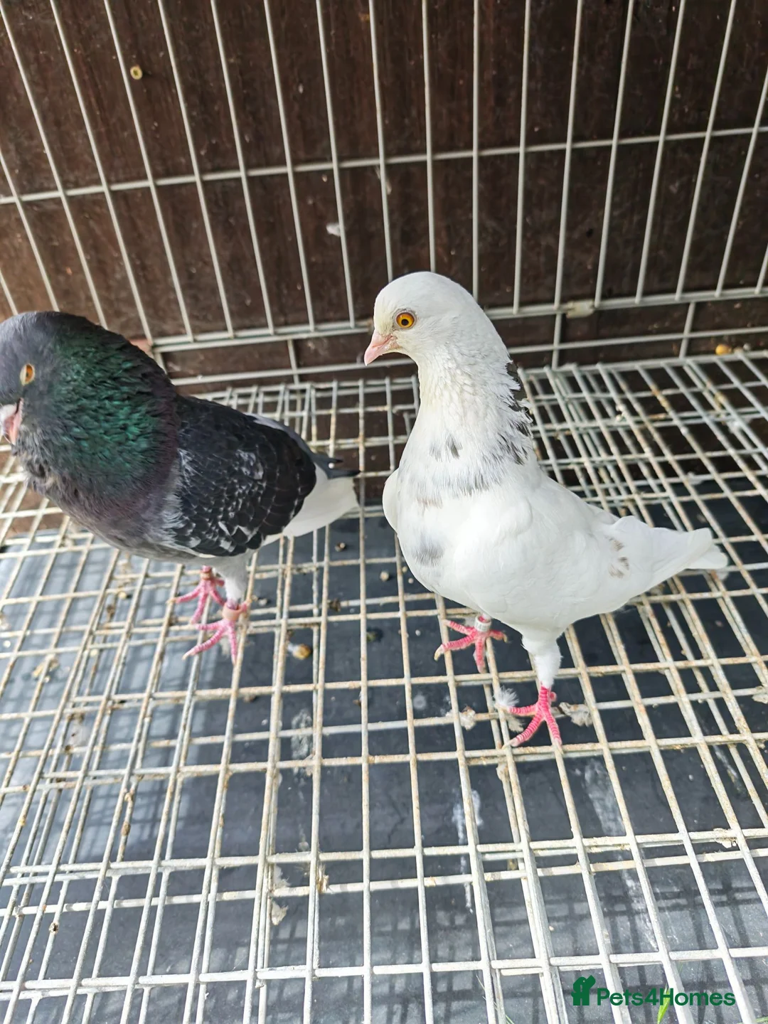 Pigeons birds for sale: Mix pigeons  in Hereford - Advert 2
