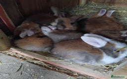 Mini Lop rabbits for sale: Baby lops  - Image 1