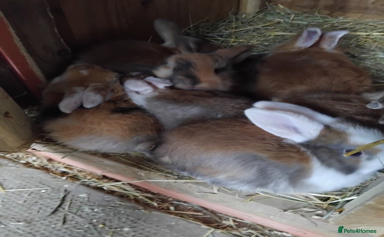 Mini Lop rabbits - Advert 14
