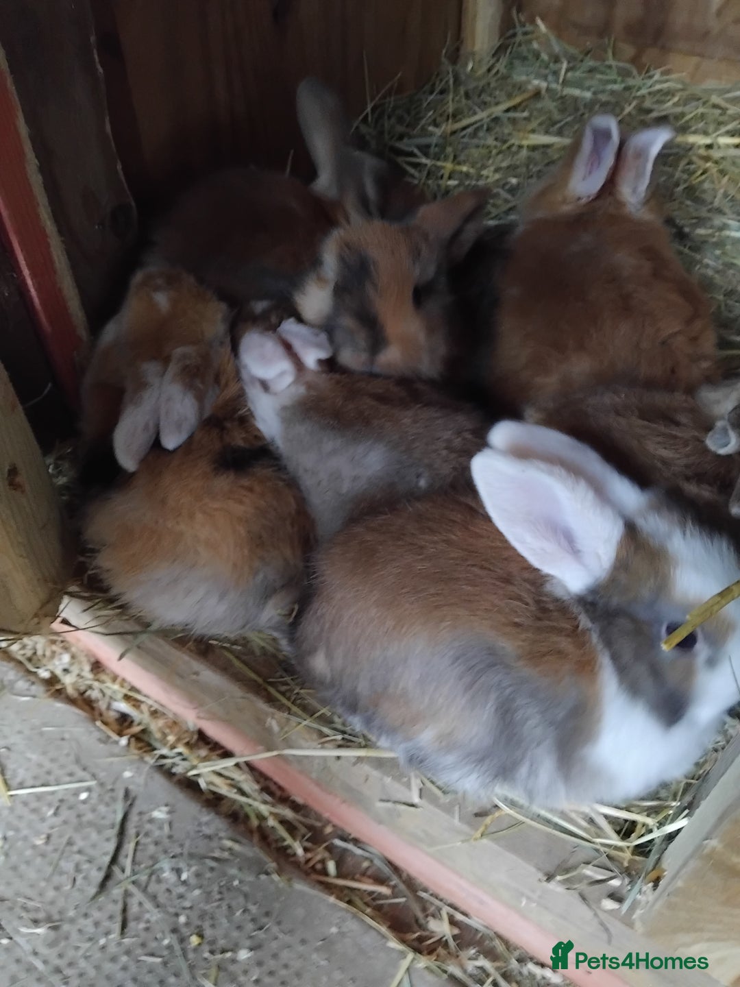 Mini Lop rabbits for sale: Baby lops  - Image 1