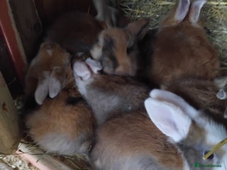 Mini Lop rabbits - Advert 14