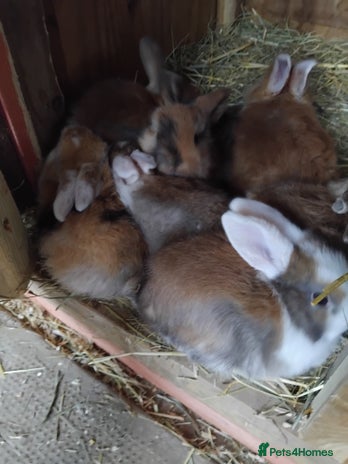 Mini Lop rabbits - Advert 14