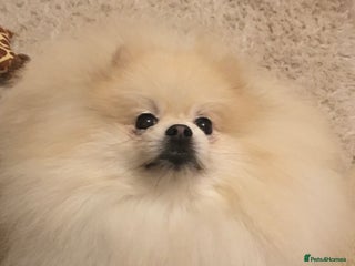 Pomeranian dogs in Stockton-on-Tees - Advert 32