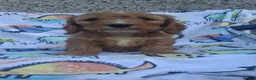 Cockapoo dogs for sale: F1 cockapoo puppies ready now  - Advert 13