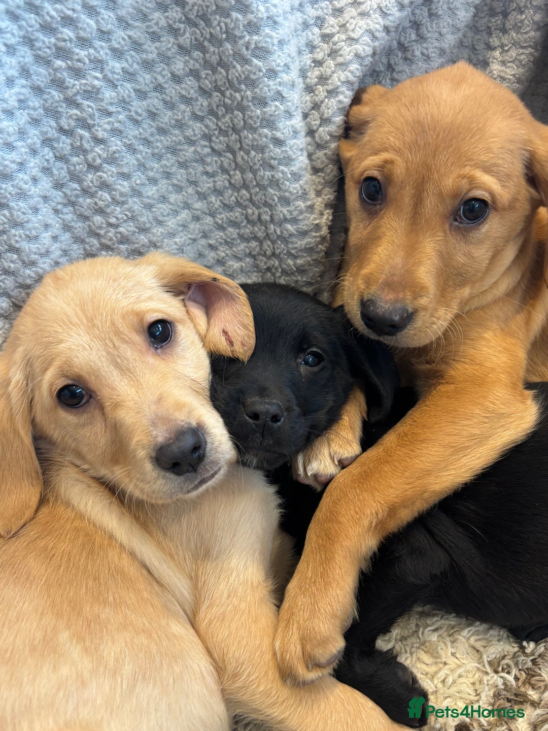 Labrador Retriever dogs for sale: Mixed Litter of Labrador Retriever Puppies - Advert 10