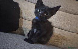Mixed Breed cats for sale: Adorable black kittens for sale  - Image 3