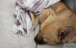 Mixed Breed dogs for sale: Gorgeous, playful malchi boy - Image 2