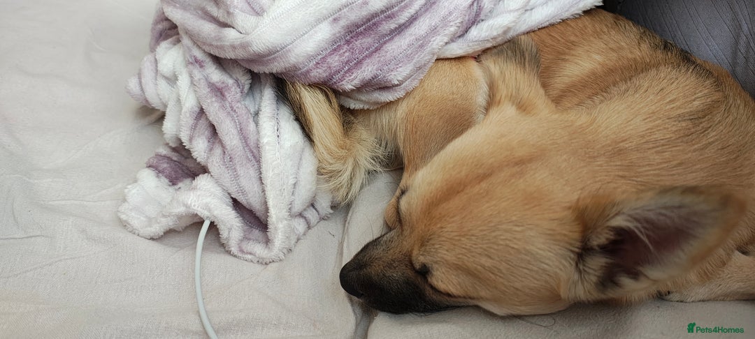 Mixed Breed dogs for sale: Gorgeous, playful malchi boy - Image 2