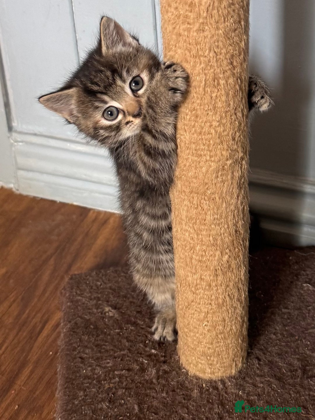 Mixed Breed cats for sale: Kittens (£250-£80) - Image 9