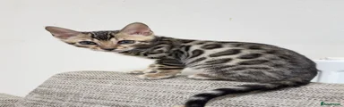 Bengal Kitten 1