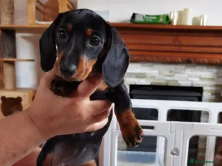 Dachshund dogs Six beautiful miniature smooth haired dachshunds - Advert 3